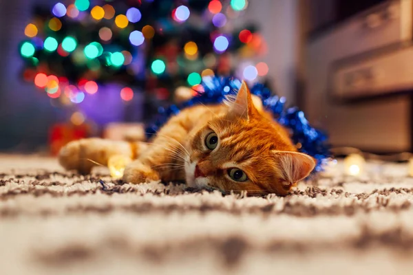 Zázvorová kočka si hraje s věncem a cínem pod vánočním stromečkem. Koncept Vánoc a Nového roku — Stock fotografie