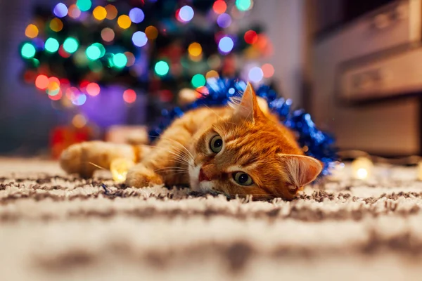 Ingwerkatze spielt mit Girlanden und Lametta unter dem Weihnachtsbaum. Weihnachts- und Neujahrskonzept — Stockfoto