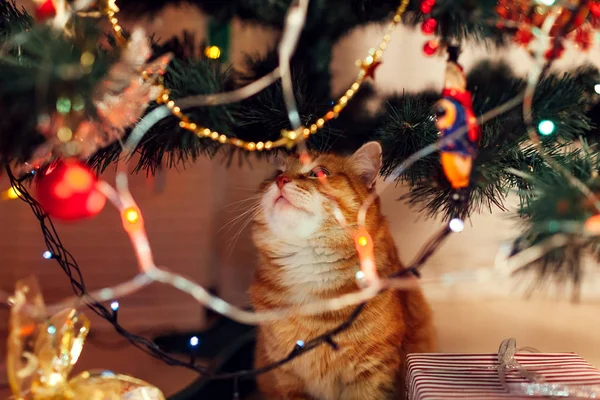 Ginger kočka sedí pod vánočním stromečkem a dívá se na hračky a světla. Koncept Vánoc a Nového roku — Stock fotografie