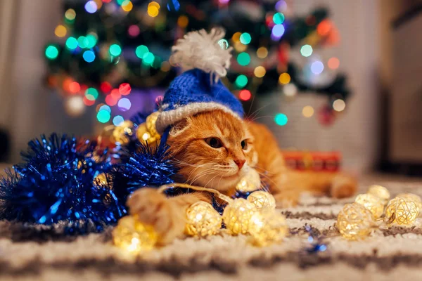 Kızıl kedi Noel Baba 'nın şapkasını Noel ağacının altına takıp ışıklarla ve süslemelerle oynuyor. Noel ve Yeni Yıl kavramı — Stok fotoğraf