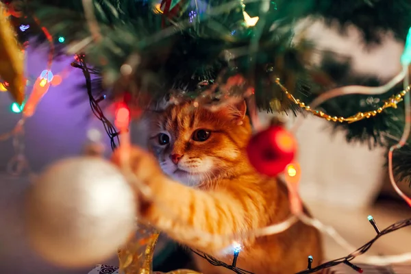 Ginger cat sitting under Christmas tree and playing with toys and lights. Christmas and New year concept — Stock Photo, Image