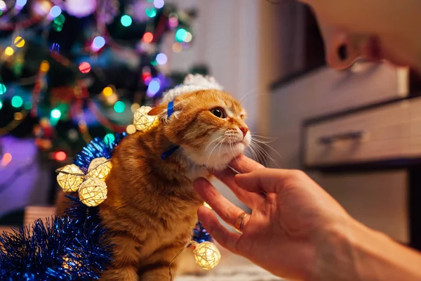 Zázvorová kočka hrající si pod vánočním stromečkem se světly a tinklem. Koncept Vánoc a Nového roku. Muž mluví s domácím mazlíčkem — Stock fotografie