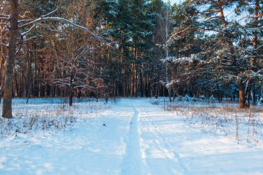 Kış orman manzarası. Karlı köknar ağacı parkında boş bir patika. Mevsimsel doğal arkaplan.