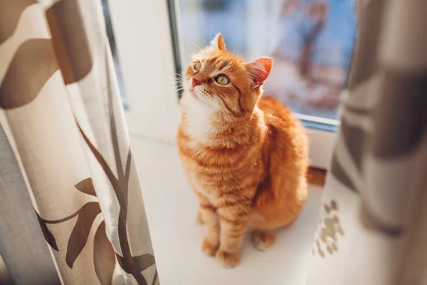 Ginger gato sentado no peitoril da janela em casa pela manhã. Pet desfrutar do sol . — Fotografia de Stock