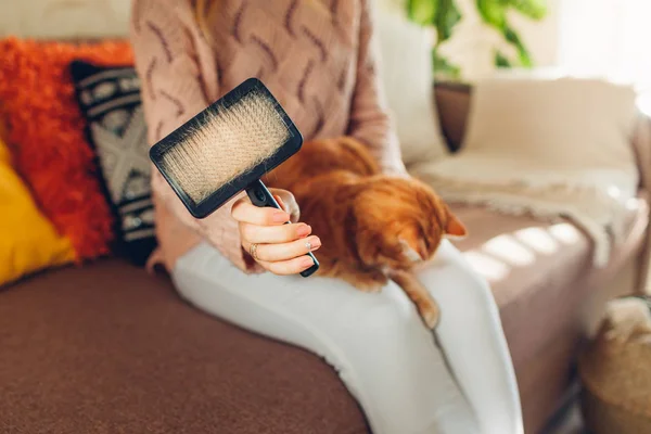 Chat peigné au gingembre avec pinceau peigne à la maison. Femme propriétaire prenant soin de l'animal de compagnie pour enlever les poils . — Photo