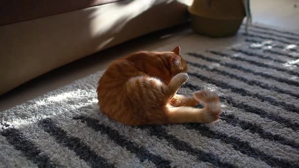 Ginger Cat Limpiándose Sentado Alfombra Del Suelo Casa Lamer Mascotas — Vídeo de stock