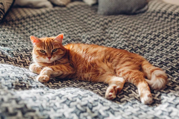Chat roux se détendre sur le canapé dans le salon couché sur la couverture. Animaux profitant du soleil à la maison — Photo