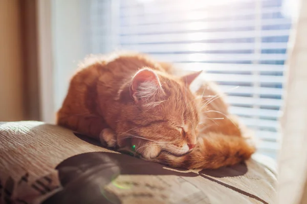 Ginger kat slaapt op kussen in de woonkamer door het raam. Huisdier die thuis een dutje doet — Stockfoto