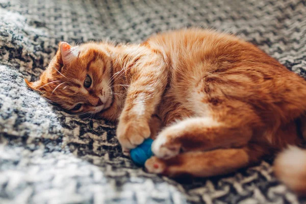 Ginger cat playing with ball on couch in living room at home. Pet having fun — Stock Photo, Image