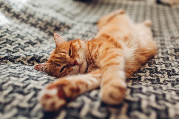 Ginger cat sleeping on couch in living room lying on blanket. Pet having nap at home — Stock Photo, Image