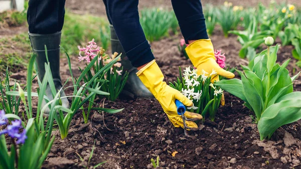 Фермер расчищает почву вилкой для рук среди весенних цветов в саду. Женщина в перчатках проверяет гиацинты — стоковое фото