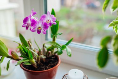Dendrobium orkidesi. Pencere pervazında büyüyen ev bitkileri. Çiçeklerle süslenmiş yeşil iç dekorasyon