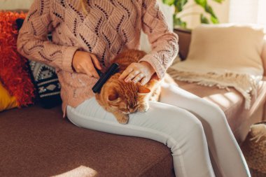 Evde taraklı zencefilli kedi dövüşü. Kadın sahibi hayvan bakıcılığı yapıyor. Sağlıklı hayvanlar