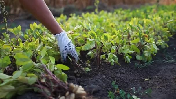 Picking Peanuts Farmer Woman Gathering Pulling Peanuts Out Soil Autumn — Stock Video