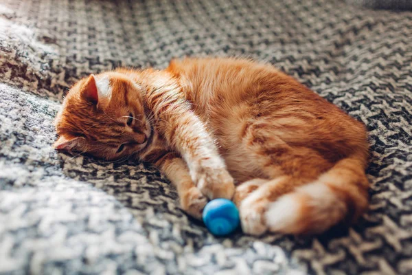 Ginger gato jogando com bola no sofá na sala de estar em casa. Pet se divertindo — Fotografia de Stock