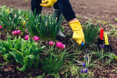 Bahçedeki bahar çiçeklerinin arasında el çatalıyla toprağı gevşeten çiftçi. Hobi ve tarım kavramı