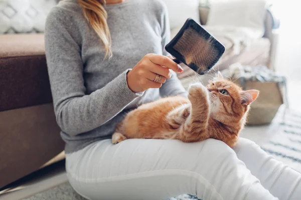 Pettinare Gatto Zenzero Con Spazzola Pettine Casa Donna Che Prende — Foto Stock