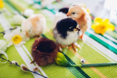 Paskalya tavuğu. Küçük turuncu civciv bahar çiçekleri ve Paskalya dekoratif yumurtaları arasında yürüyor. Bahar tatili