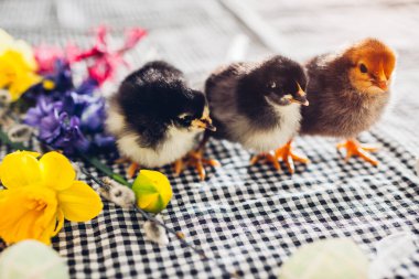 Paskalya tavukları. Çiçekler ve Paskalya yumurtaları arasında yürüyen bir grup siyah ve turuncu piliç. Bahar tatili sezonu. Aile zamanı.