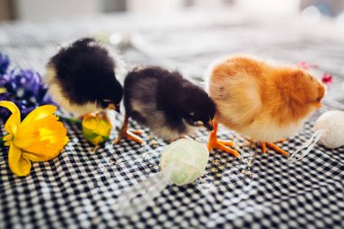 Paskalya tavukları. Çiçekler ve Paskalya yumurtaları arasında yürüyen bir grup siyah ve turuncu piliç. Bahar tatili sezonu. Aile zamanı.