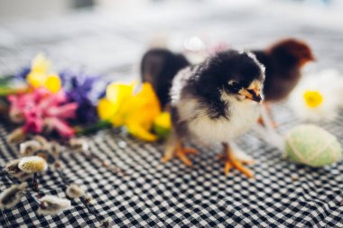 Paskalya tavukları. Bahar çiçekleri ve Paskalya yumurtaları arasında yürüyen küçük siyah civcivler. Arkadaş canlısı bir aile. Bahar tatili