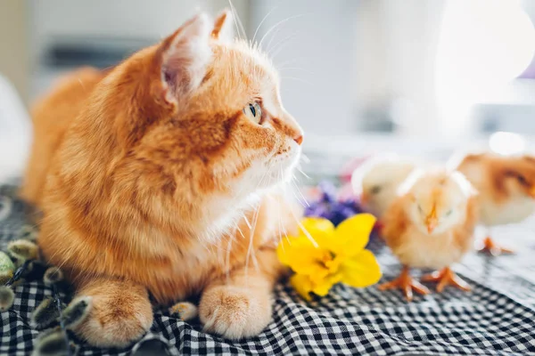 Wielkanoc Kurczak Gry Kotów Rodzaju Trochę Dzielnych Piskląt Spaceru Przez — Zdjęcie stockowe