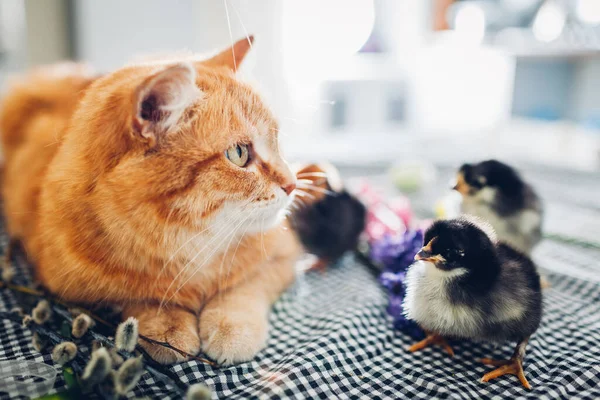 Easter chicken playing with kind cat. Little brave chicks walking by ginger cat among flowers and Easter eggs. Friends