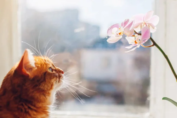 Chat Roux Regardant Orchidée Marcher Sur Rebord Fenêtre Maison Matin — Photo