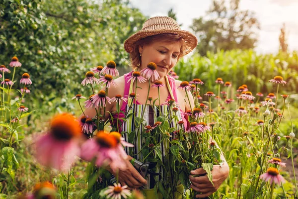 Senior woman gathering flowers with pruner in garden. Farmer taking care of Echinacea or coneflower. Spring summer gardening concept. Lifestyle
