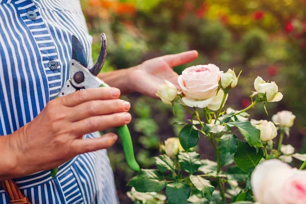 Mujer Mayor Recogiendo Flores Jardín Mujer Mediana Edad Cortando Rosas — Foto de Stock