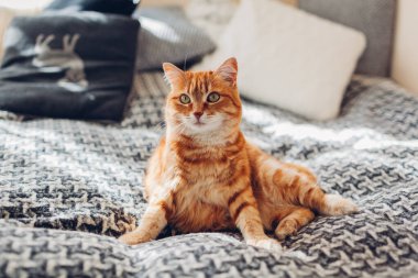 Oturma odasındaki kanepede uyuyan kızıl kedi battaniyenin üzerinde komik bir poz veriyor. Evcil hayvan evde güneşleniyor. Kapat.