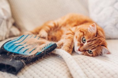 Eldiveni kürkle fırçalayan kedi. Hayvan tüyü çıkarıyorum. Hayvanlarla ilgilenmek evde lastik eldivenle temizlemek..