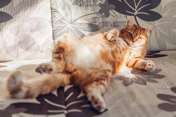 Ginger Gato Relaxante Sofá Sala Estar Deitado Pose Engraçada Nas — Fotografia de Stock