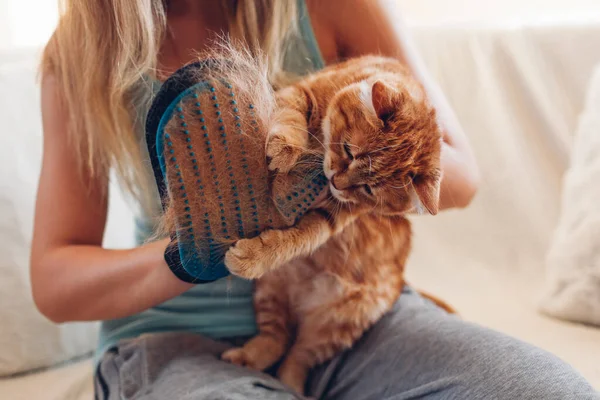 Brushing ginger cat with glove to remove pets hair. Woman taking care of animal combing cleaning it with hand rubber glove at home. Pet playing with hand
