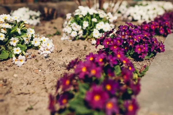Букет Біло Фіолетових Приміщень Ростуть Весняному Саду Квітень Квіти Примула — стокове фото