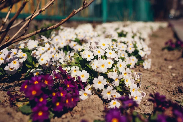 Bando Prímulas Roxas Brancas Crescer Jardim Primavera Flores Abril Primula — Fotografia de Stock