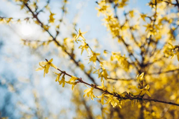 Żółty Krzak Kwitnący Kwitnące Gałęzie Forsycji Wiosną Tle Nieba Natura — Zdjęcie stockowe
