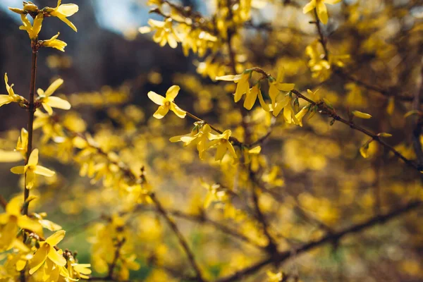 Żółty Krzak Kwitnący Kwitnące Gałęzie Forsycji Wiosną Natura Kwitnie Tło — Zdjęcie stockowe