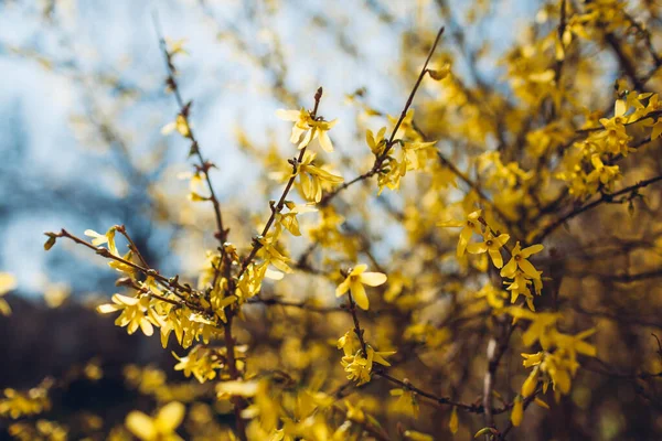 Gele Bloeiende Struik Bloeiende Forsythia Takken Het Voorjaar Lucht Achtergrond — Stockfoto