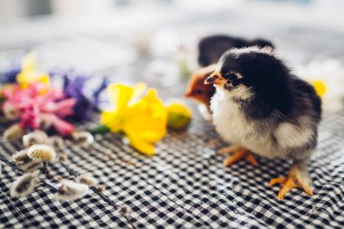 Paskalya tavukları. Bahar çiçekleri ve Paskalya yumurtaları arasında yürüyen küçük siyah civcivler. Arkadaş canlısı bir aile. Bahar tatili