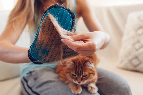 Brushing cat with glove to remove pets hair. Woman taking animal fur off hand rubber glove combing at home. Fur allergy free