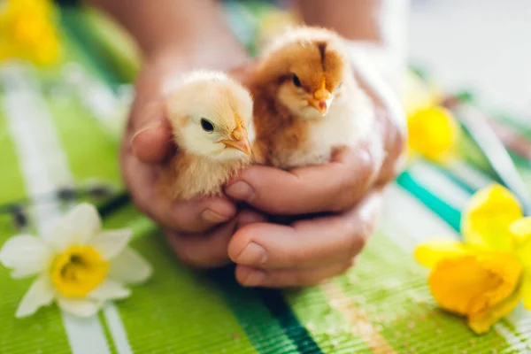 Easter Chicken Little Orange Chicks Sitting Hands Spring Flowers Easter — Stock Photo, Image