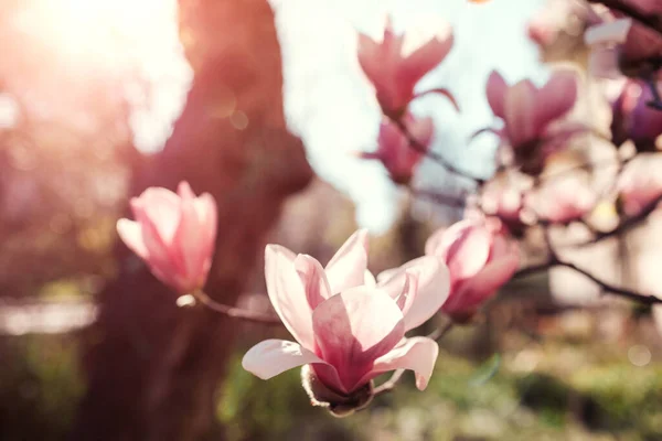 Kwiaty Magnolii Drzewo Kwitnące Różowymi Kwiatami Wiosennym Ogrodzie Kwitną Zachodzie — Zdjęcie stockowe