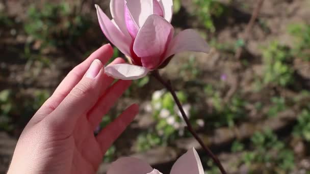 マグノリアの花 春の庭にピンクの花を咲かせます 花の枝 女は花弁に触れる 自然の美しさ — ストック動画