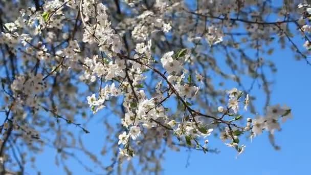 Ciruela Flor Contra Cielo Azul Ramas Con Flores Blancas Que — Vídeos de Stock