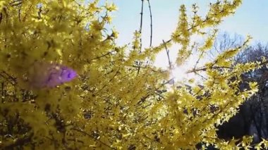 Sarı çiçekli çalı. İlkbaharda gökyüzü arka planında çiçek açan forsythia dalları. Çiçek açan doğa. Çiçek dokusu