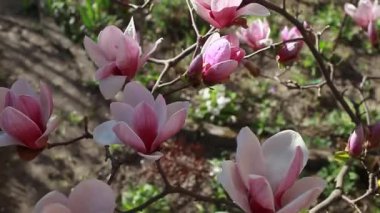 Manolya çiçekleri. Bahar bahçesinde pembe çiçeklerle açan ağaç. Çiçek açan dallar. Doğal güzellik.