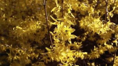 Sarı çiçekli çalı. İlkbaharda gökyüzü arka planında çiçek açan forsythia dalları. Çiçek açan doğa. Çiçek dokusu