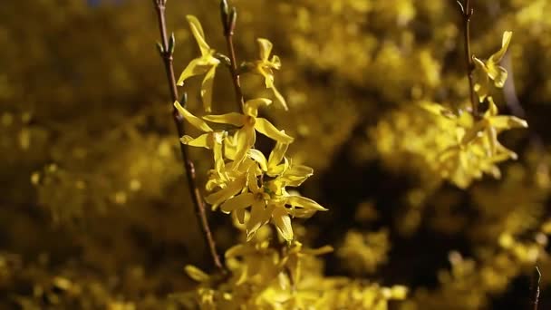 Gele Bloeiende Struik Bloeiende Forsythia Takken Het Voorjaar Lucht Achtergrond — Stockvideo