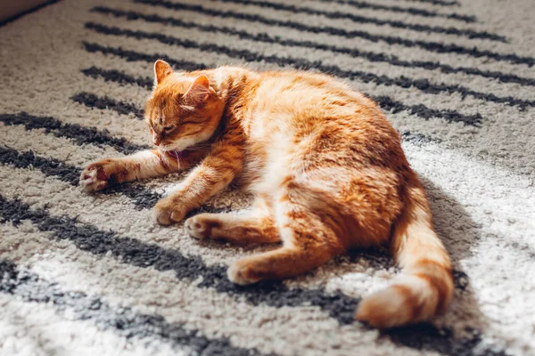 Ginger Kucing Tergeletak Karpet Lantai Rumah Pet Membersihkan Sendiri Menjilati — Stok Foto